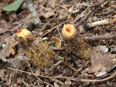 Calostoma ravenelii