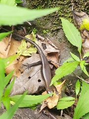 Eutropis multifasciata