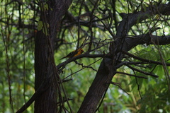 Icterus nigrogularis