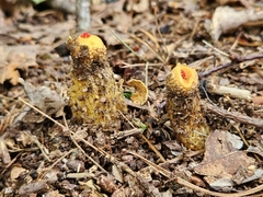 Calostoma ravenelii