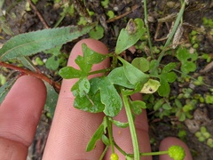 Ranunculus sceleratus