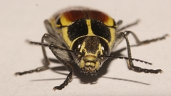 Epistomentis pictus