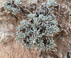 Eriogonum shockleyi
