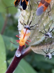 Oncopeltus fasciatus