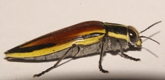 Epistomentis pictus
