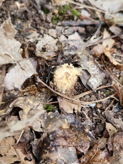 Calostoma ravenelii