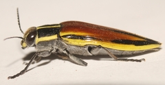 Epistomentis pictus