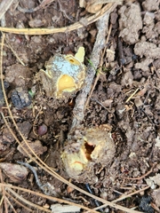Calostoma ravenelii