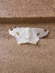 Sericoptera