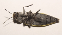 Epistomentis pictus