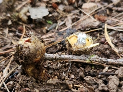 Calostoma ravenelii