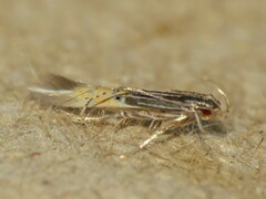 Cosmopterix dapifera
