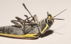 Epistomentis pictus