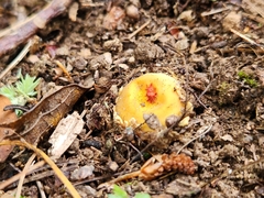 Calostoma ravenelii