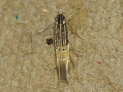 Cosmopterix dapifera