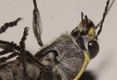 Epistomentis pictus
