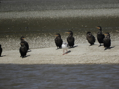 Chroicocephalus cirrocephalus