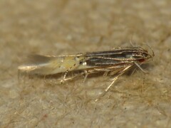 Cosmopterix dapifera