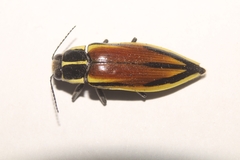 Epistomentis pictus