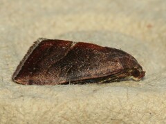 Galgula partita