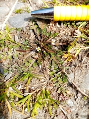 Capsella bursa-pastoris