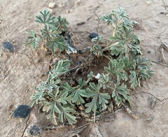 Sphaeralcea coccinea
