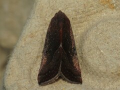 Galgula partita
