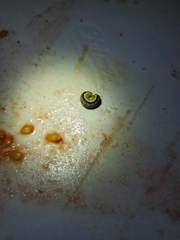 Evergestis rimosalis