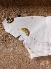 Sericoptera