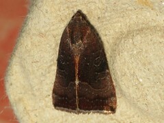 Galgula partita