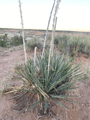 Yucca angustissima