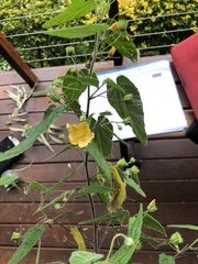 Abutilon