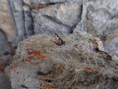 Callibaetis