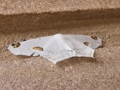 Sericoptera