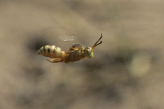 Nomada