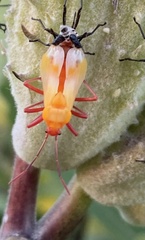 Oncopeltus fasciatus