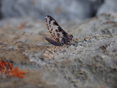 Callibaetis