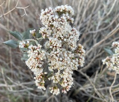 Eriogonum corymbosum