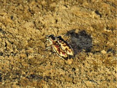 Ellipsoptera cuprascens