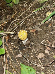 Amanita muscaria formosa