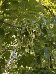 Fraxinus caroliniana