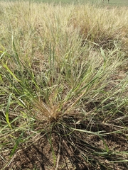 Leptochloa dubia
