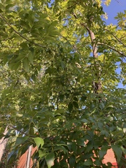 Fraxinus caroliniana