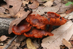 Cortinarius sanguineus