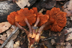 Cortinarius sanguineus