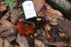 Cortinarius sanguineus