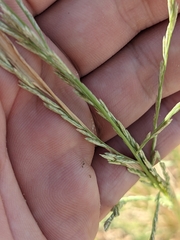 Leptochloa dubia
