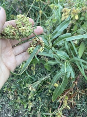 Rumex triangulivalvis