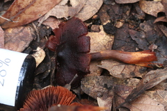 Cortinarius sanguineus