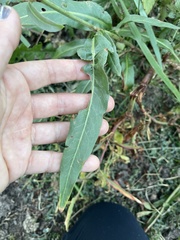 Rumex triangulivalvis
